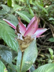 Goeppertia loeseneri