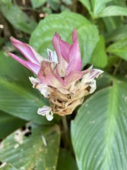 Goeppertia loeseneri