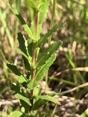 Epilobium billardiereanum intermedium
