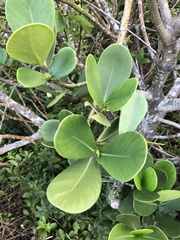 Clusia fluminensis