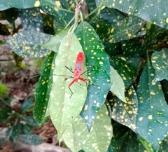 Macrocheraia grandis