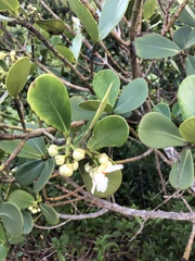 Clusia fluminensis