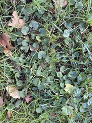 Dichondra micrantha