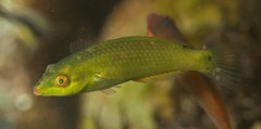 Stethojulis bandanensis