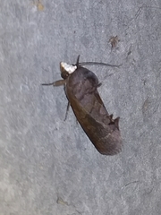 Gonodonta immacula