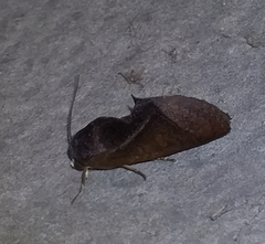Gonodonta immacula