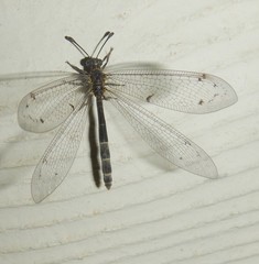 Bandidus canifrons