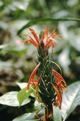Pachystachys coccinea