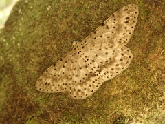 Percnia fumidaria