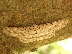 Percnia fumidaria