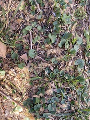 Dichondra micrantha