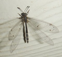 Bandidus canifrons