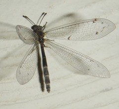 Bandidus canifrons
