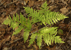 Pteridium latiusculum latiusculum