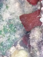 Actinia bermudensis