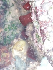 Actinia bermudensis