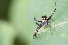 Argiope minuta