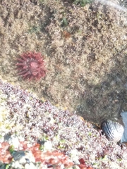 Actinia bermudensis