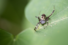 Argiope minuta