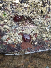 Actinia bermudensis