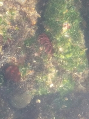 Actinia bermudensis