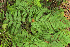 Pteridium latiusculum