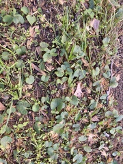 Dichondra micrantha