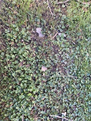 Dichondra micrantha