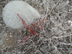 Aphanisma blitoides
