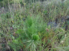 Foeniculum vulgare