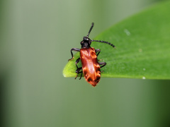 Lemodes atricollis