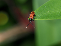 Lemodes atricollis