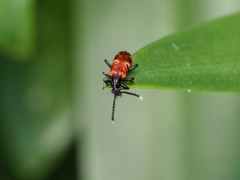 Lemodes atricollis