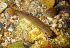 Oreonectes platycephalus