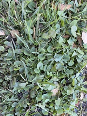 Dichondra micrantha