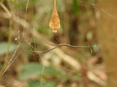 Ariamnes cylindrogaster