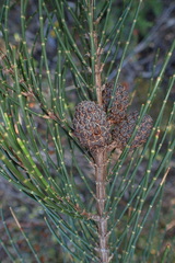 Allocasuarina monilifera