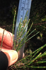 Allocasuarina monilifera