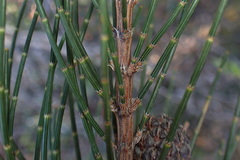 Allocasuarina monilifera