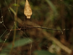 Ariamnes cylindrogaster