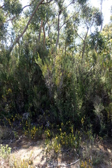 Allocasuarina monilifera