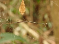 Ariamnes cylindrogaster