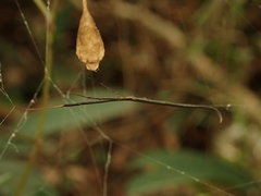 Ariamnes cylindrogaster