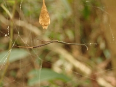 Ariamnes cylindrogaster