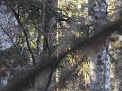 Dendrocopos leucotos