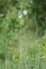 Papaver albiflorum