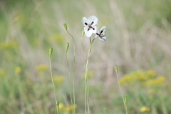 Papaver albiflorum