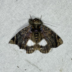 Catephia linteola
