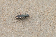 Hypaetha biramosa