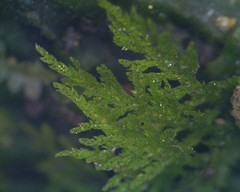 Lepidoziaceae